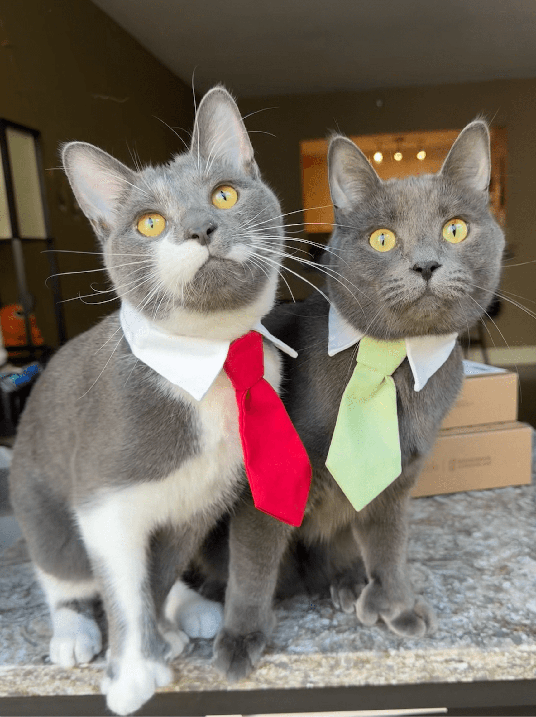 polydactyl cats (raichu & meow)